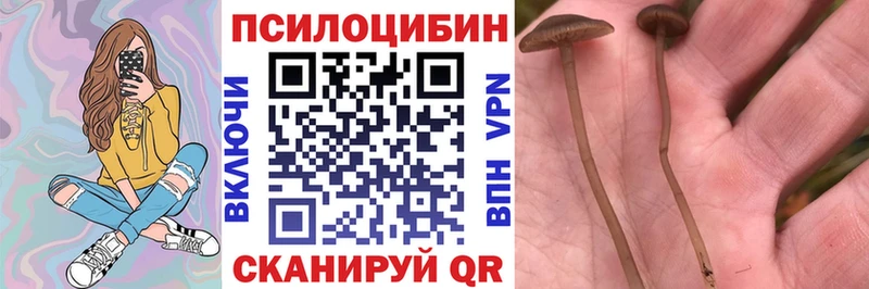 как найти   Николаевск-на-Амуре  Псилоцибиновые грибы Cubensis 